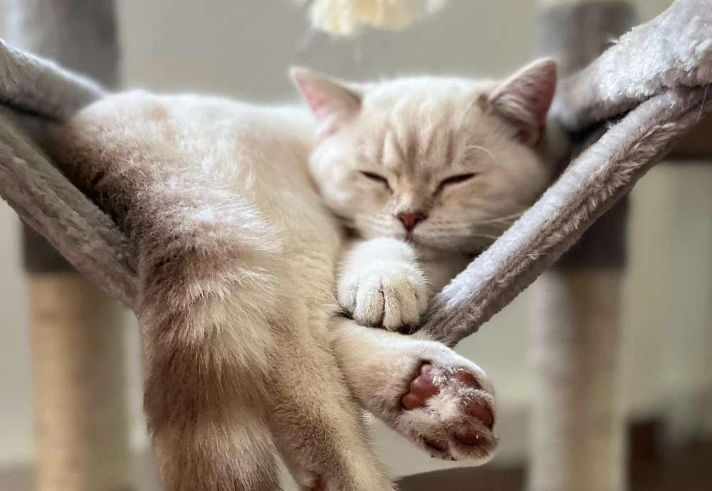 cameras to watch pets